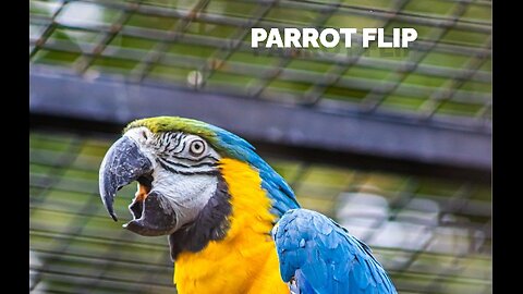 Parrot Flip