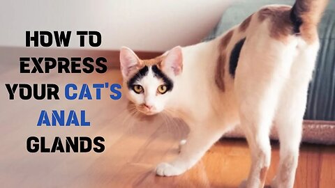 Cat Anal Glands: How to Successfully Express Your Cat's Anal Glands 🌟