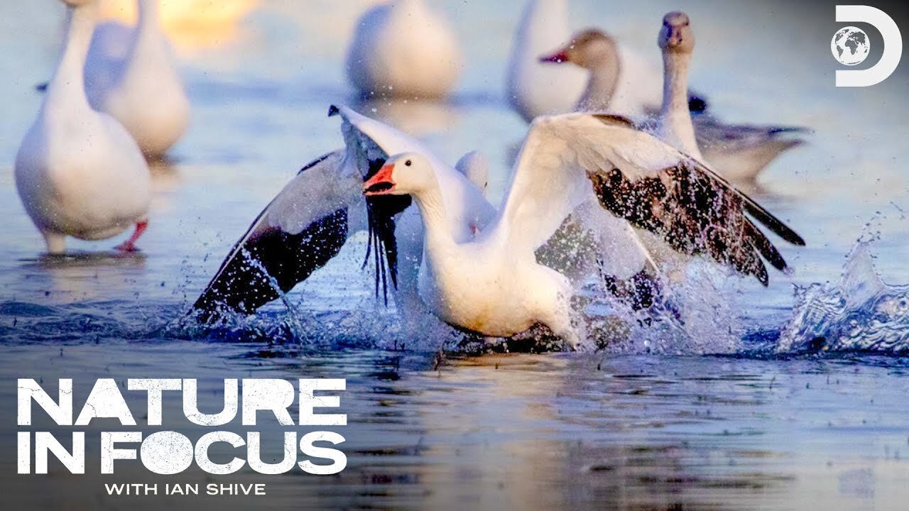 https://rumble.com/v4t06vw-nature-in-focus-great-bird-migrations.html