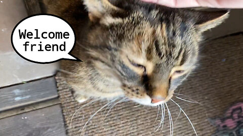 Jade Cat Welcomes Human Home