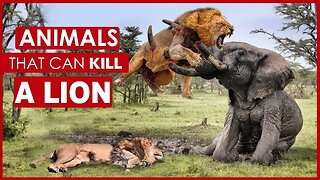 ANIMALS THAT CAN KILL A LION | ELEPHANT | TIGER | SNAKE