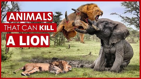 ANIMALS THAT CAN KILL A LION | ELEPHANT | TIGER | SNAKE
