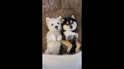 Dog massage, twice as cute 🥹