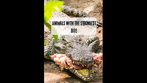 Animals With The Strongest Bite Force