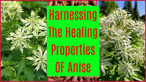Harnessing The Healing Properties Of Anise: Elevate Your Health