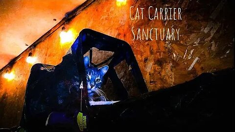 Cat Life: Floki Loves His Cat Carrier