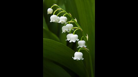 Lily of The Valley watercolor