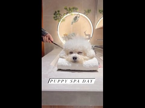 Dog at the spa 🤣😂😅