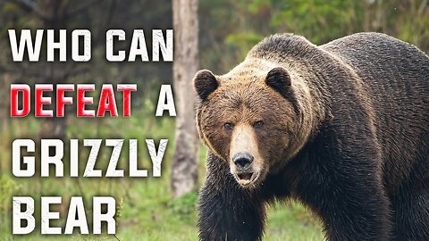 THIS 6 ANIMAL SPECIES ARE CAPABLE OF OUTLASTING A GRIZZLY BEAR -HD