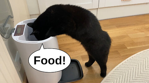 Vilma Cat Reaction: Filling The Cat Feeder