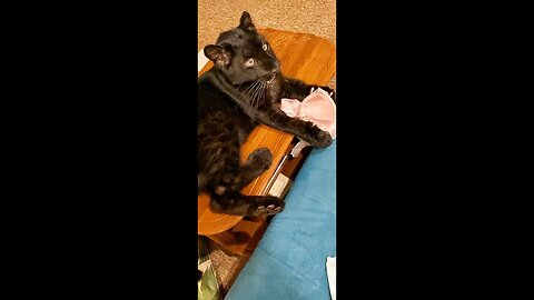 Panther Luna tries on a bra