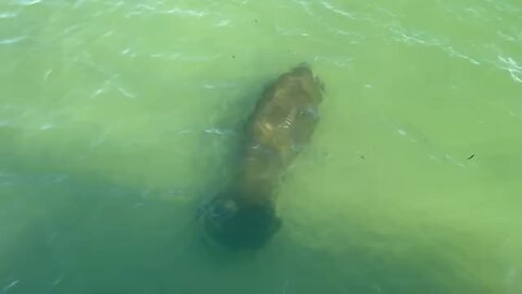 Manatee at Fort De Soto April 24 2024