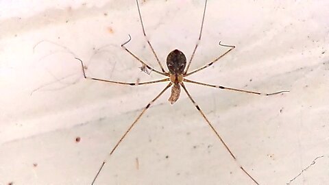 Cellar spider..Pholcus phalangioides