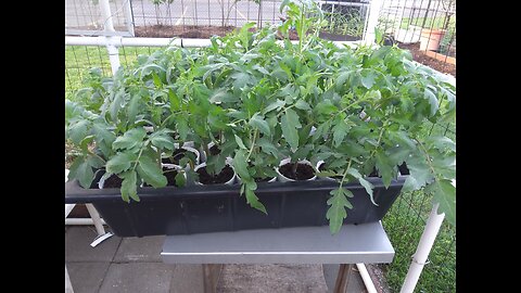Planting our tomato plants outside 5/1/24