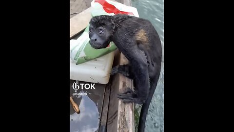 WILD ANIMAL🌳🌊🐒🛟🛶📸SWIMMING DEEP RIVER SAVED BY FRIENDLY FISHERMAN🌲🚣🛟🐒💫