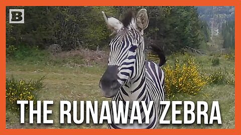 Meet "Sugar," the Zebra Who Escaped His Trailer en Route to Montana