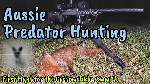 Predator Hunting Aussie Style || Custom Tikka T3 6mm BR || Thermion XQ50