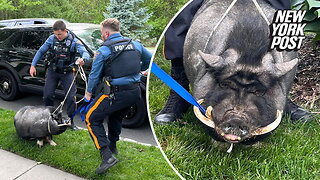 Cops in NJ wrangled a runaway 200-pound pot bellied pig named Pumba