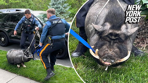 Cops in NJ wrangled a runaway 200-pound pot bellied pig named Pumba