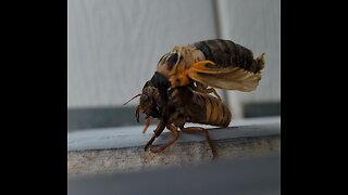 IT'S HAPPENING NOW! CICADA INVASION IN SOUTHWESTERN KENTUCKY