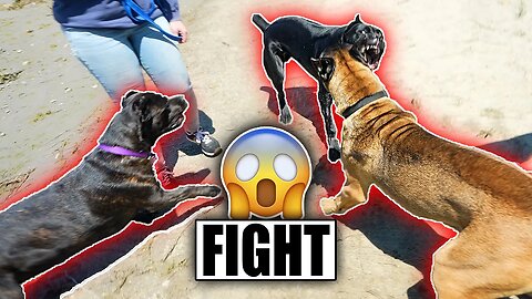 Fight at Cane Corso Meetup & Natural Guarding Instincts #dog #viral