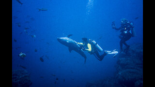 Dolphins play and interact with scuba divers at Socorro Island