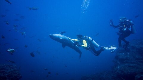 Dolphins play and interact with scuba divers at Socorro Island