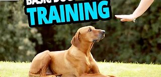 Basic Dog Training TOP 10 Essential Commands Every Dog Should Know!