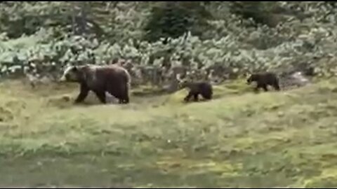 Mother Bear and her Cubs Walk By - Beautiful Grizzlies