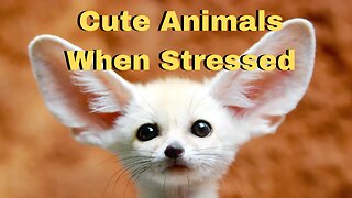 Cute Animals for When You are Stressed