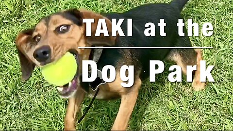 Taki at the Dog Park