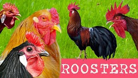 65 breeds of chickens in comparison with the crow calls of the roosters