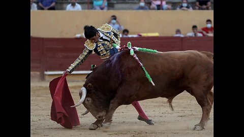 Bull Fight , Bull , Fight Must Watch Bull Fight Bull Fights