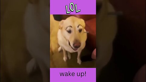 Hey Wake up! lol funny animal videos, funny dogs #shorts