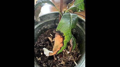 What’s happening to this potted mango plant