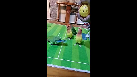 Wow!!Unbelievable birds basketball match