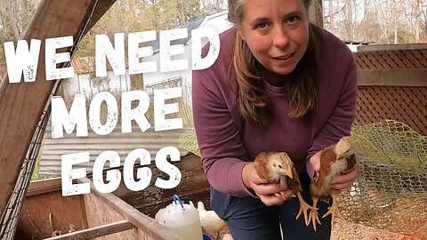 Starting A New Egg Laying Chicken Flock