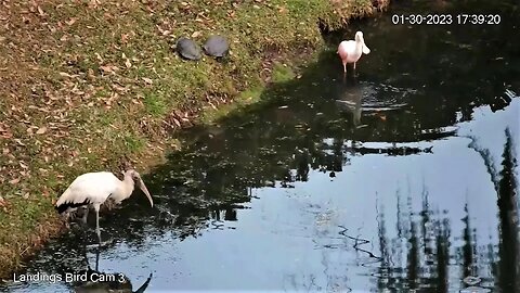 Wood Stork, Roseate Spoonbill, & Pond Slider Turtles 🦩 01/30/23 17:38