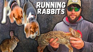 NEWBIES Rabbit Hunting with Beagles!!!