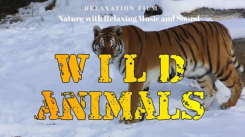 Wild Animals 4K Video Ultra HD NAture - Nature Relaxation Film -- Relaxing Music Meditation