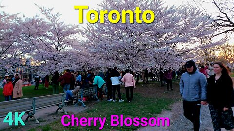 【4K】🌸 Cherry Blossom 🌸 Downtown Toronto Canada 🇨🇦