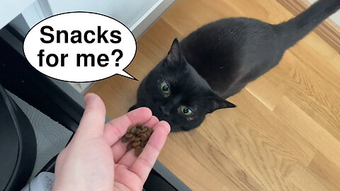 Vilma Cat Daily Hidden Snacks Game