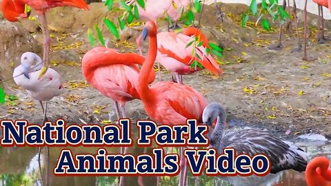 National Park Animals Video Serengeti National Park | Relaxing Music With African Wildlife