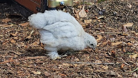 lots of activity with the chicks after rain