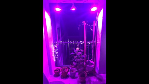 100W Led Grow Light Bulb Full Spectrum,Plant Light Bulb with 150 LEDs for Indoor Plants,E26E27...