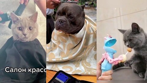 Cute Pets And Funny Animals 🐶 ! Video Compilation - PART: 51