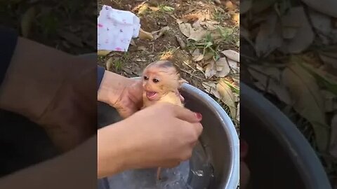 Bath time for little monkey #monkey #monkeyvideos #trending
