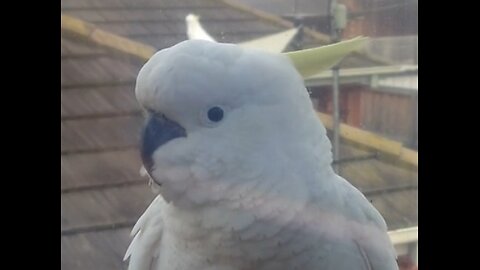 Cockatoo at my window close-up 4k