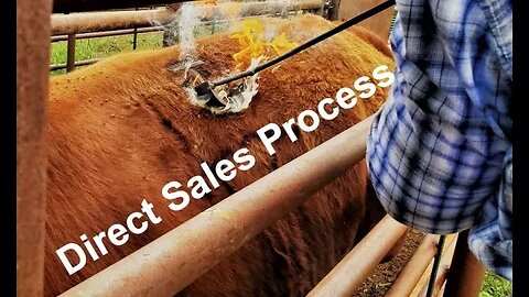 Direct to Consumer Beef PROCESS | From Calf to Steak How is it Done? (In the Chute - Round 115)