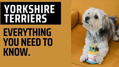 YORKSHIRE TERRIERS Everething You need to Know.
